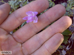 Disa rosea