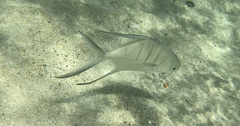 Trachinotus goodei