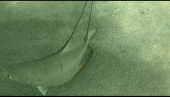 Trachinotus goodei