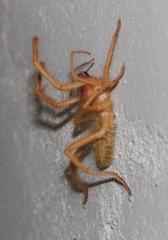 Solpugidae