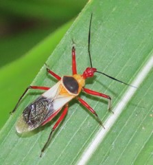 Castolus plagiaticollis