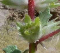 Forsskaolea hereroensis