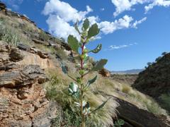 Forsskaolea hereroensis