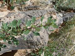 Forsskaolea hereroensis