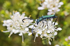 Hypocrites scabriusculus