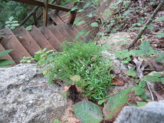 Houstonia rupestris