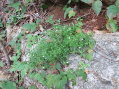 Houstonia rupestris