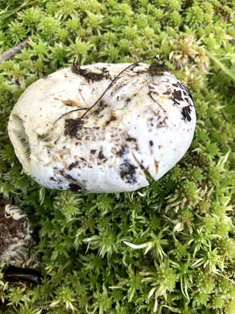 Lactifluus sp. 'subvellereus-IN03'