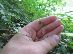 Diarrhena obovata
