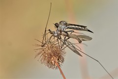 Neomochtherus willistoni