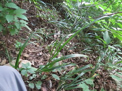Diarrhena obovata