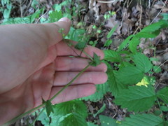 Agrimonia rostellata