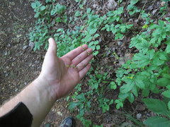 Agrimonia rostellata