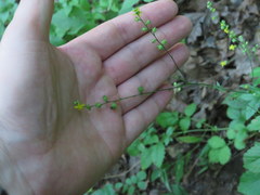 Agrimonia rostellata