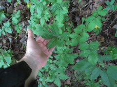 Agrimonia rostellata