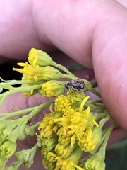 Algarobius prosopis