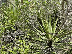 Yucca capensis