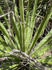 Yucca capensis