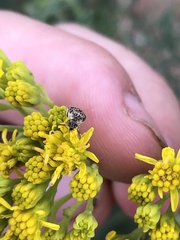 Algarobius prosopis