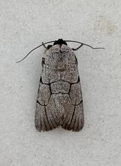 Sympistis ragani