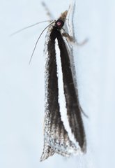 Carectocultus perstrialis