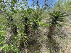 Yucca capensis