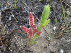 Acalypha glandulifolia