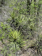 Yucca capensis