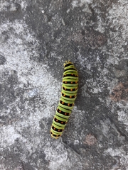 Papilio polyxenes stabilis