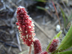 Acalypha glandulifolia