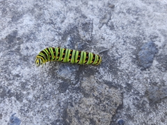 Papilio polyxenes stabilis