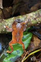 Proceratophrys renalis