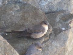 Ptyonoprogne fuligula anderssoni