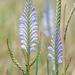 Micranthus tubulosus - Photo (c) Richard Adcock, algunos derechos reservados (CC BY-NC), subido por Richard Adcock