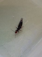 Nesogaster ruficeps