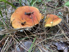 Russula aurea