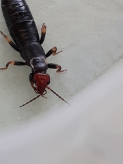 Nesogaster ruficeps