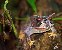 Proceratophrys renalis