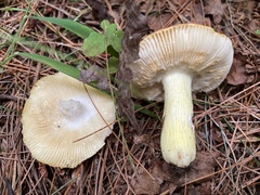 Russula aurea