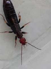 Nesogaster ruficeps