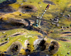 Arigomphus lentulus