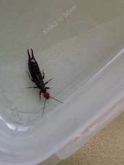 Nesogaster ruficeps