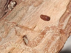 Phloeosinus
