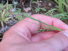 Eragrostis frankii