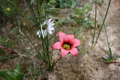 Romulea eximia
