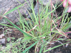 Eragrostis frankii