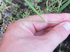 Eragrostis frankii