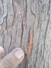 Phloeosinus