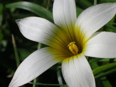 Romulea flava flava
