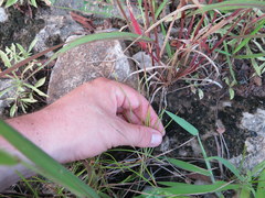 Eleocharis compressa